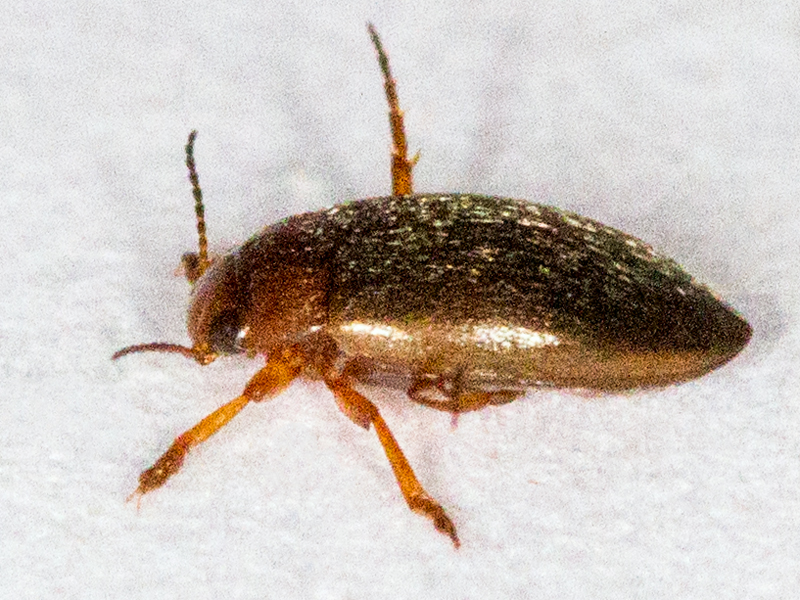 Hydroporus angustatus